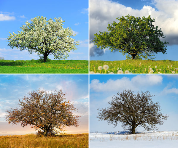 Make the Most of Each Season for a Healthier and Happier Life